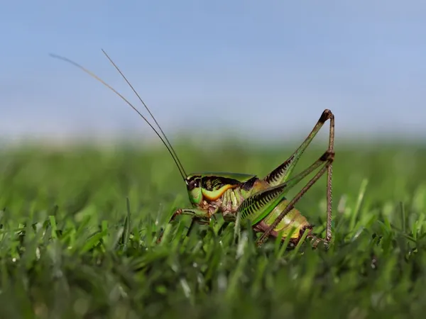 Crickets
