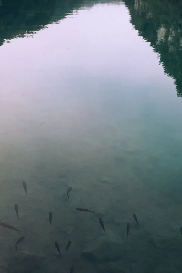 Minnows