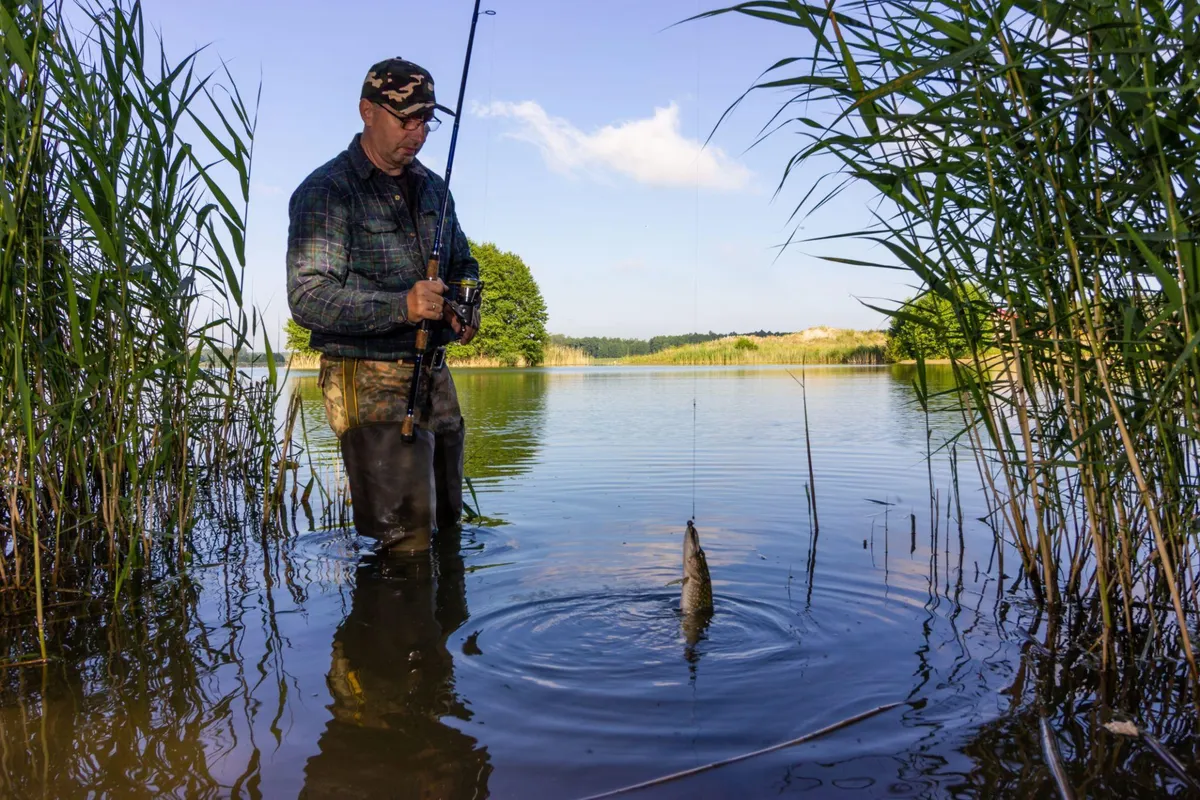 Angler wading in lake reeds with catch