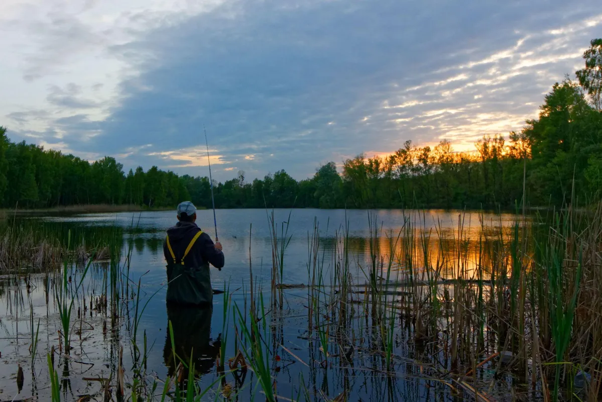 Angler wading in marsh at sunset
