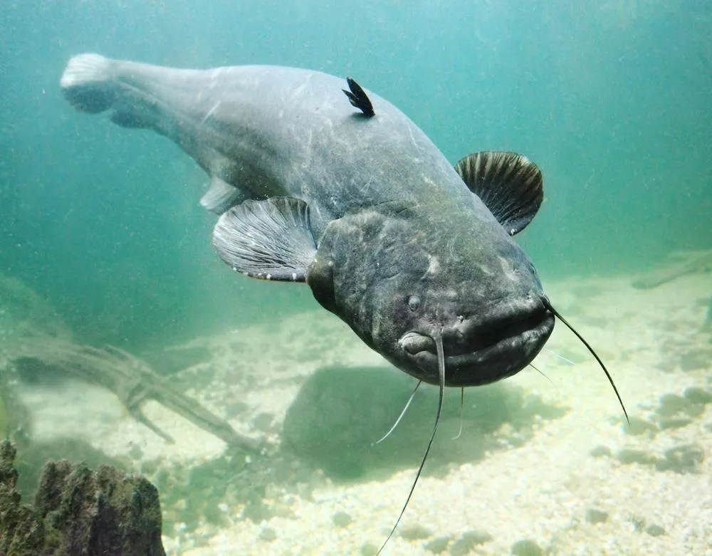 Blue catfish swimming underwater