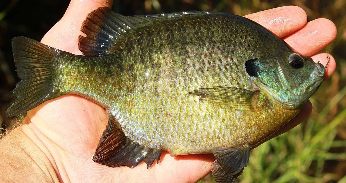 Panfish in hand closeup