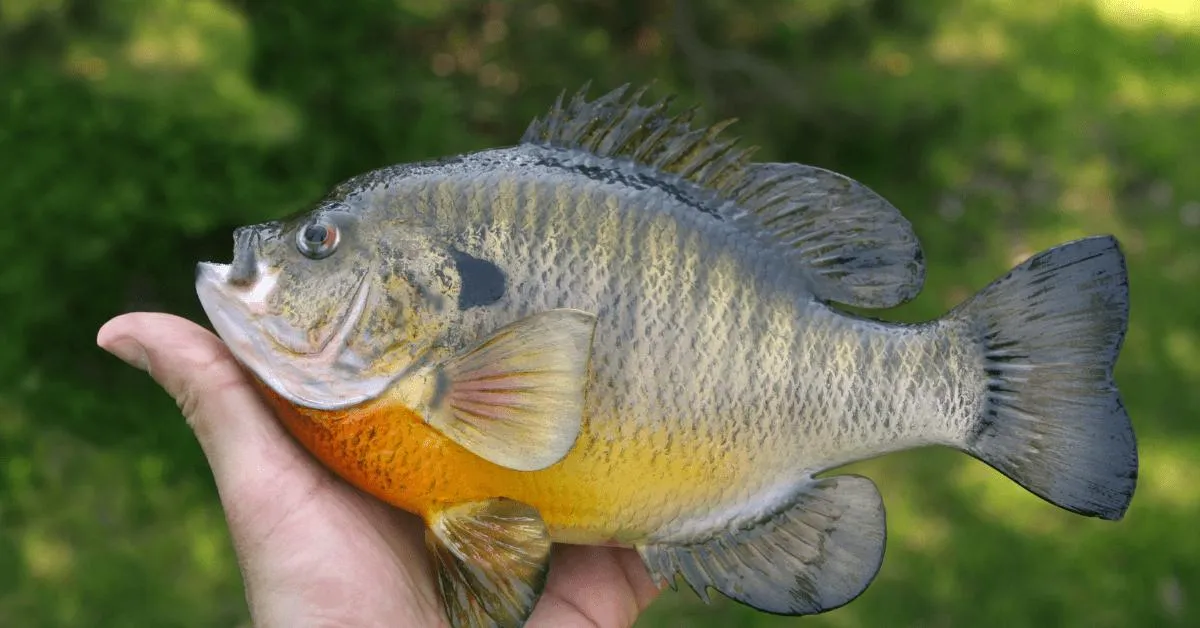 Sunfish with orange belly held in hand