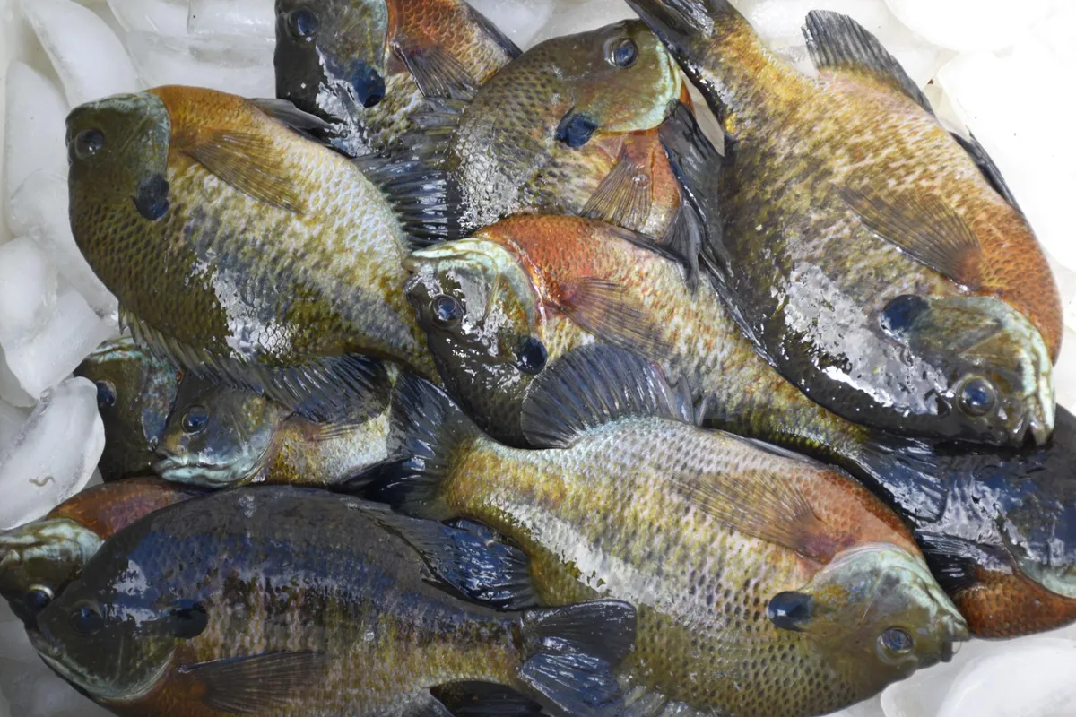 Bluegill catch on a stringer