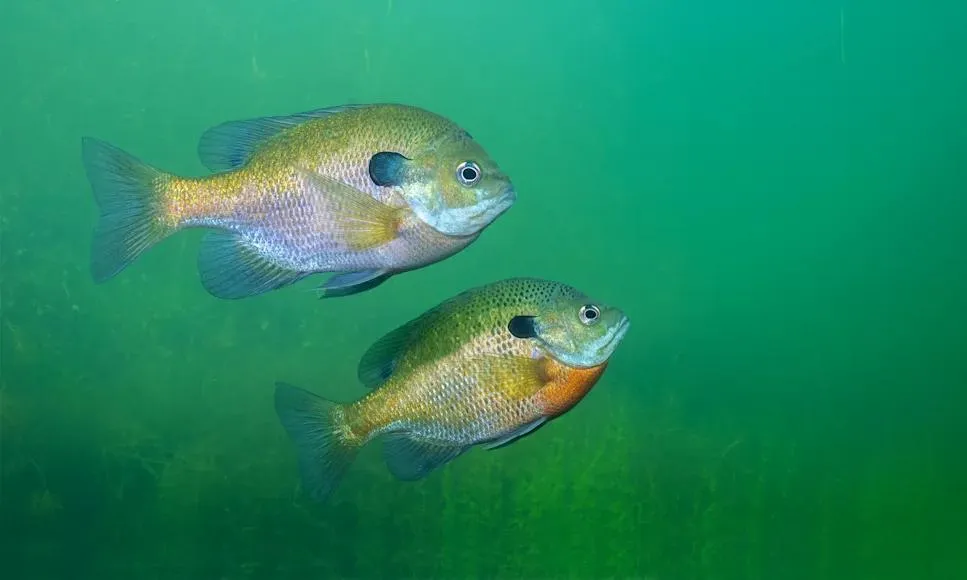 Sunfish pair swimming underwater