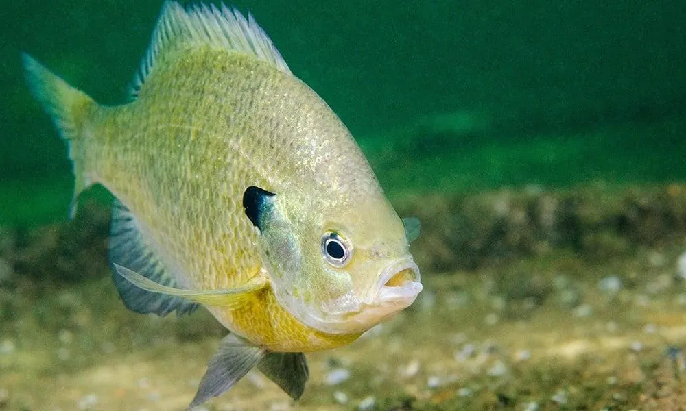 Sunfish underwater closeup