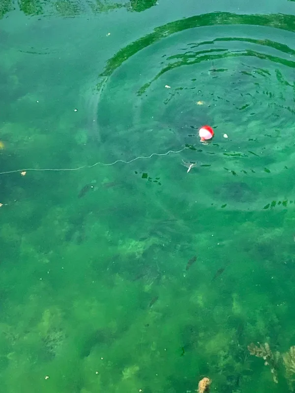 Bobber fishing in clear water for perch