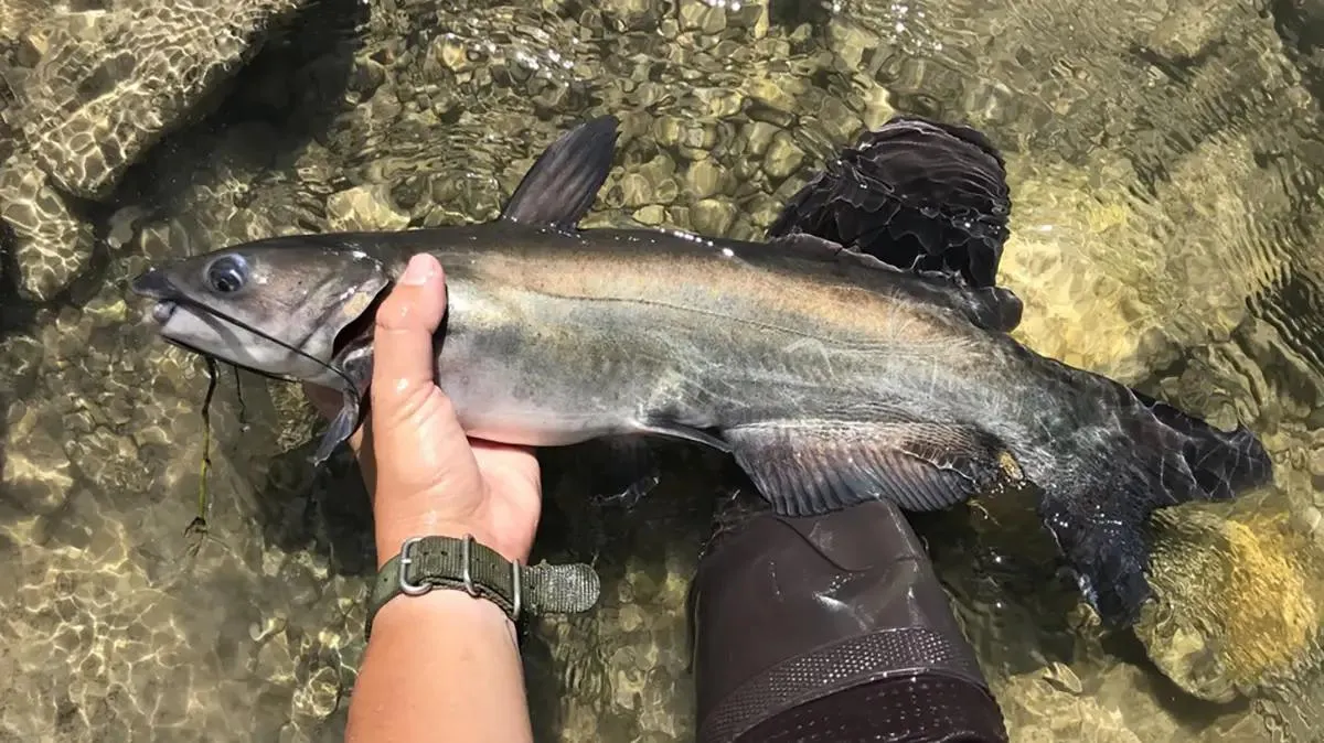 Channel catfish being released