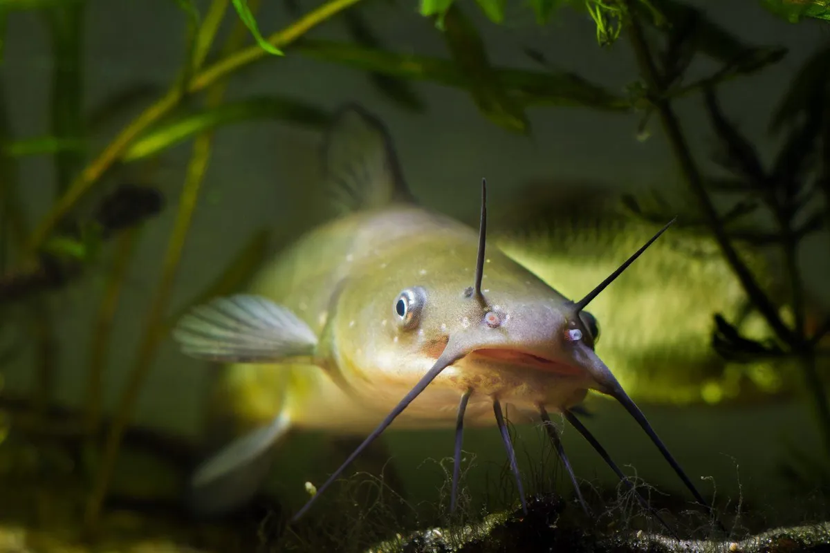 Channel catfish near underwater vegetation