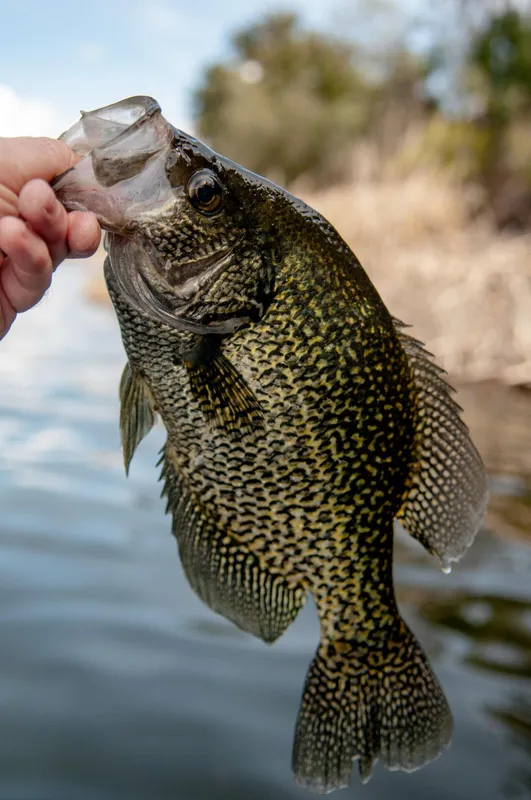 Crappie caught on an Indiana lake