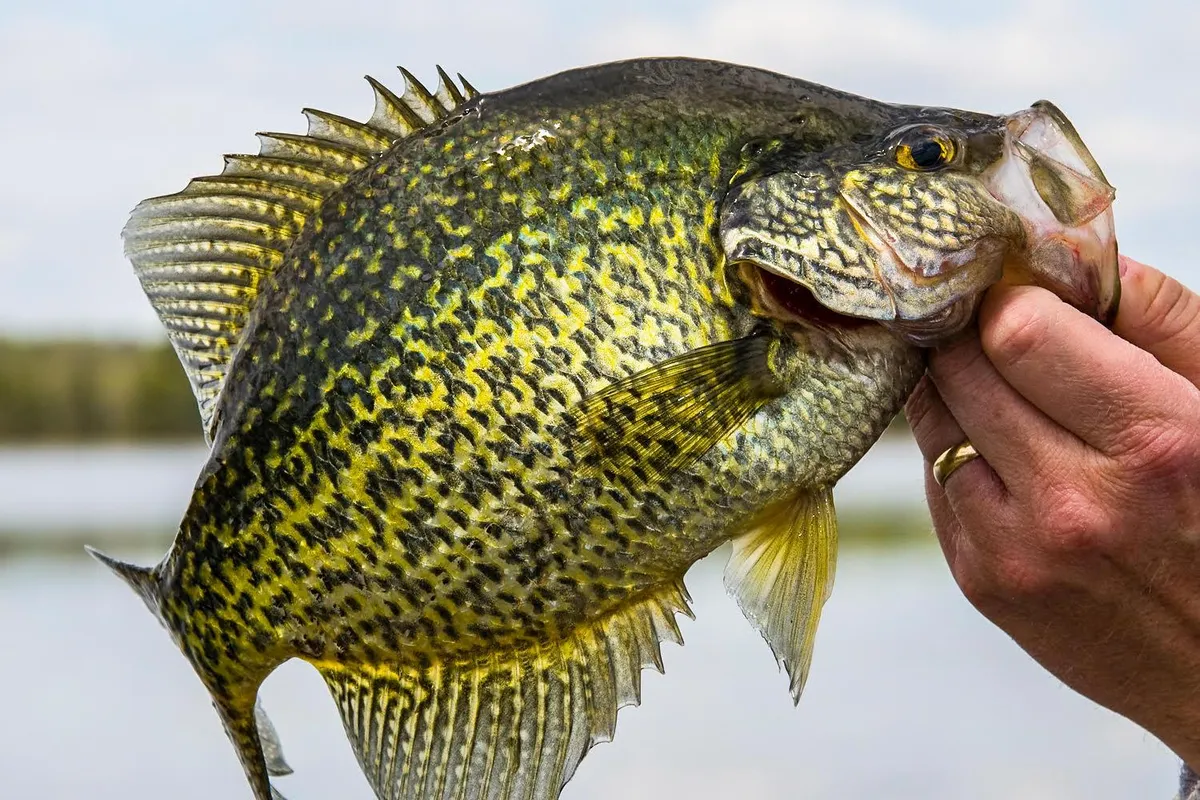 Crappie held up with lake in background
