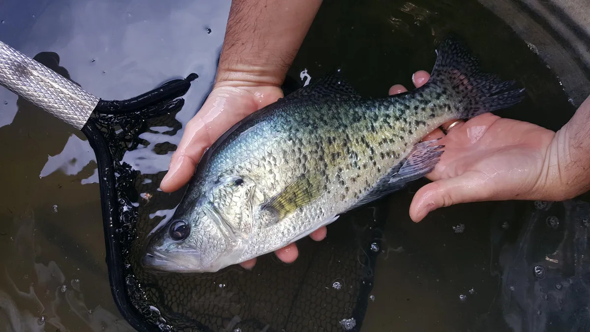 Crappie being released from net