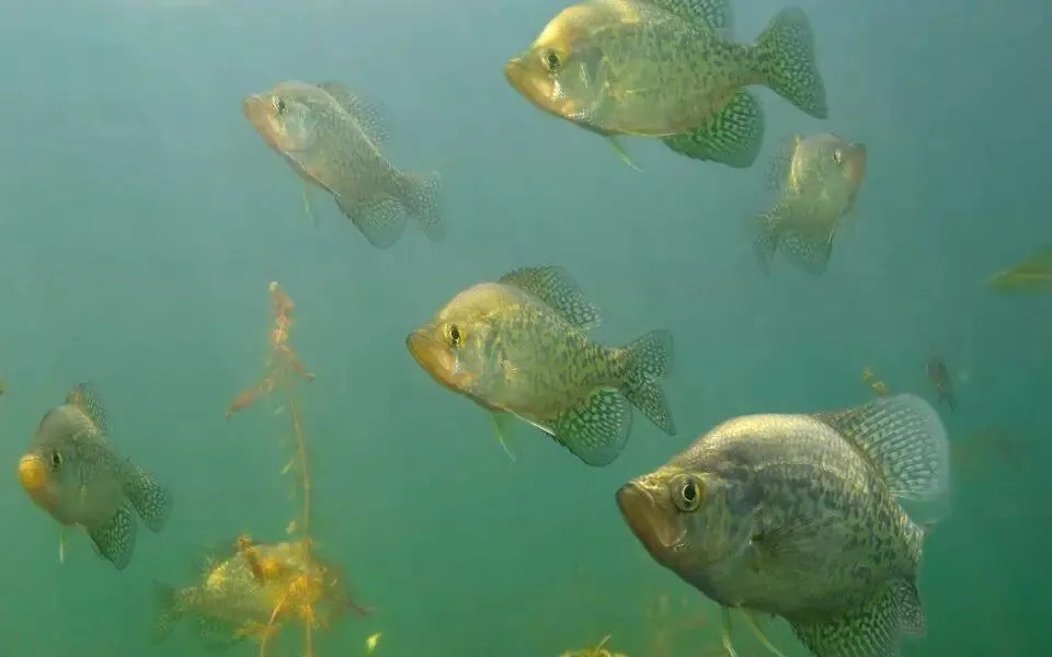 School of crappie during spawning season