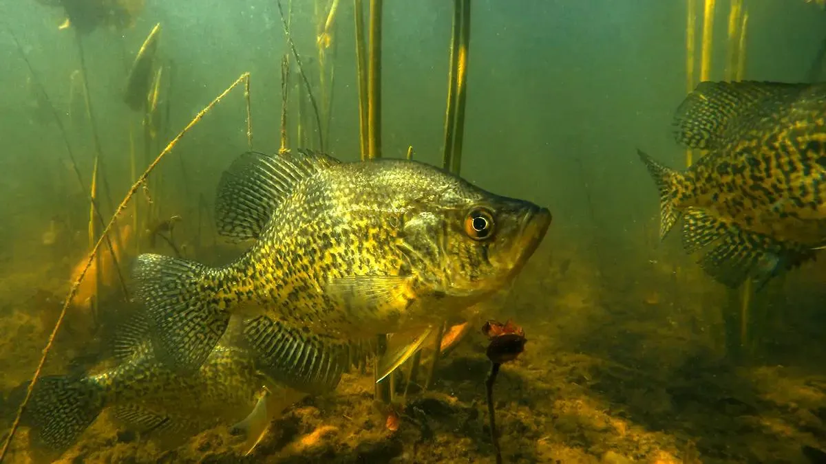 Crappie swimming underwater among weeds