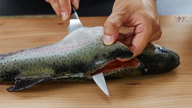 Filleting fresh-caught trout