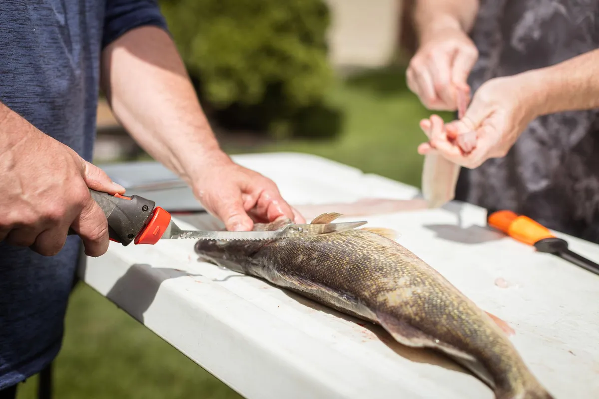 Filleting walleye on outdoor table