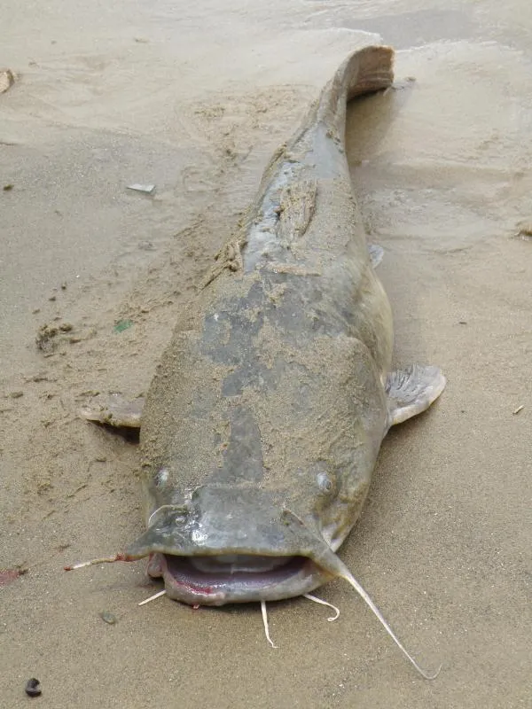 Flathead catfish on a sand shore at night