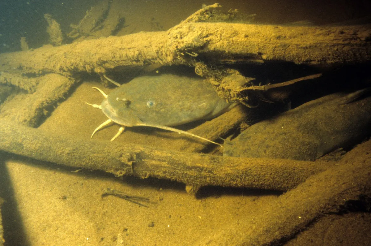 Flathead catfish resting under submerged logs
