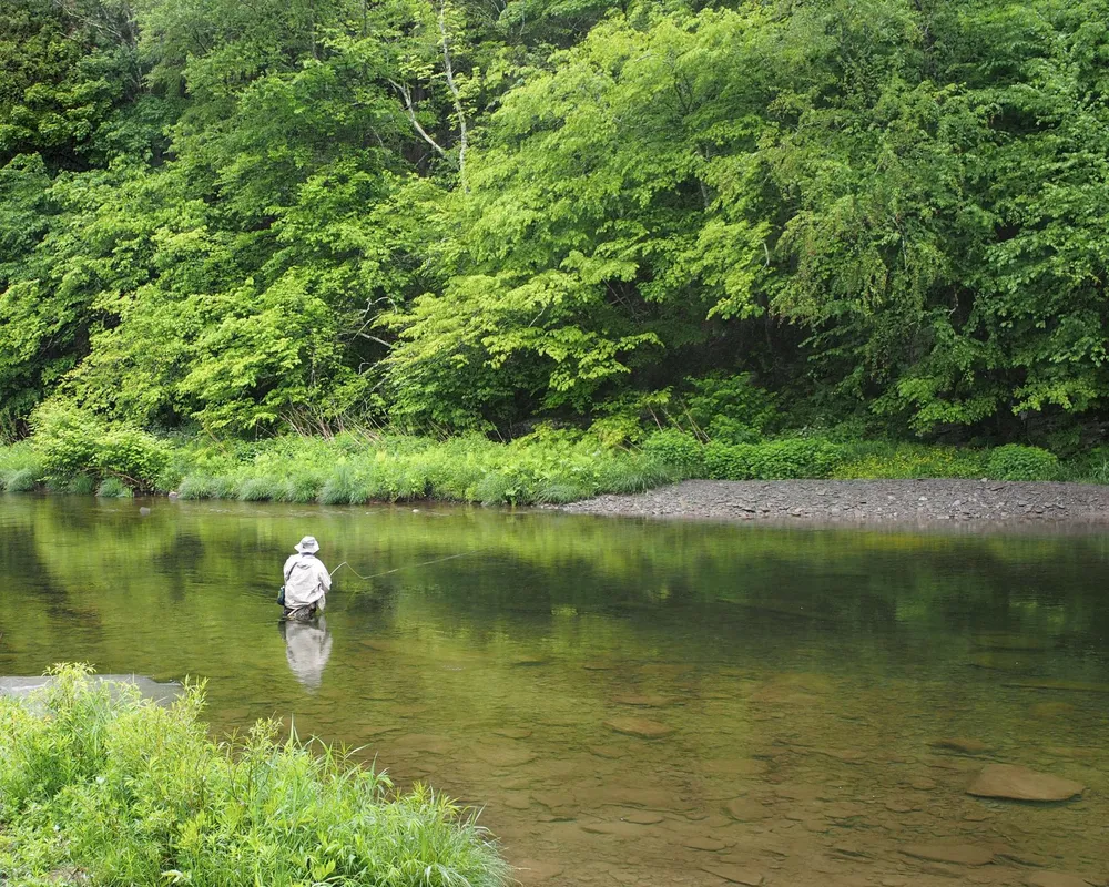 Angler wading in stream