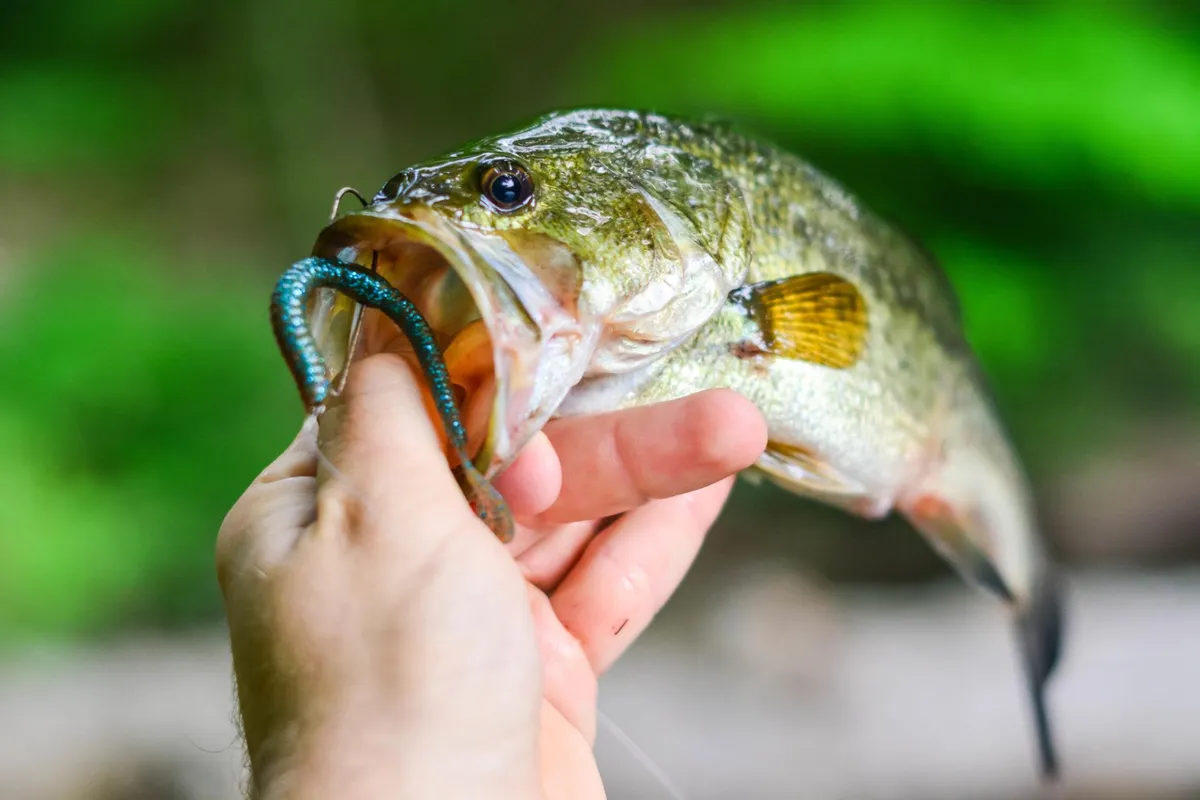 Trophy largemouth bass caught on plastic worm