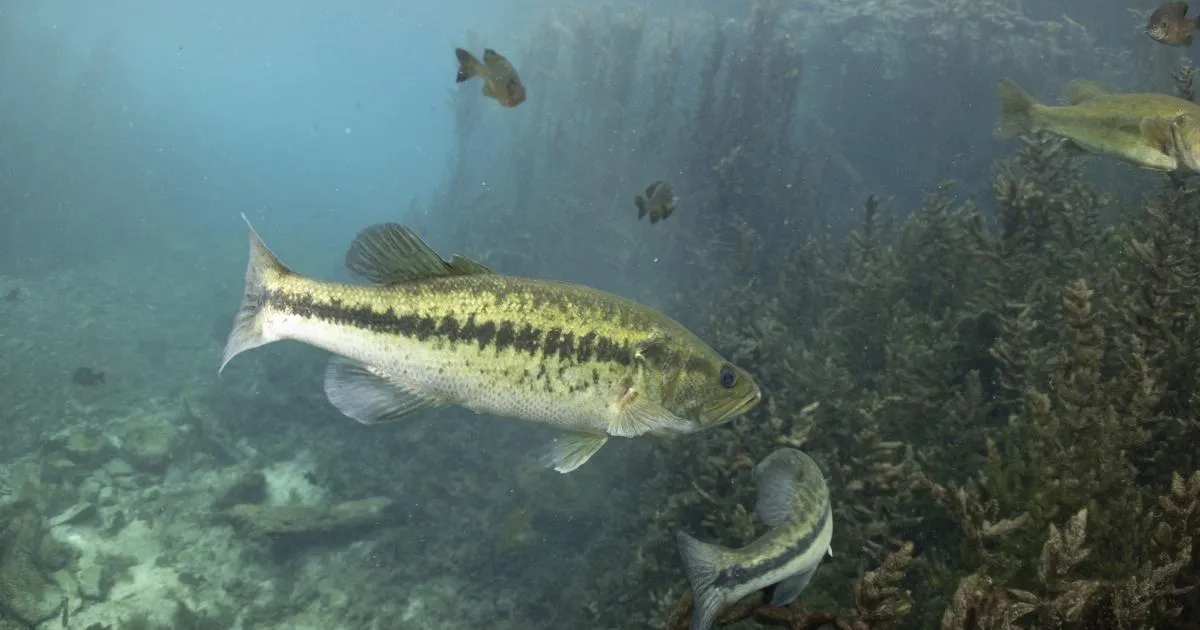 School of largemouth bass underwater