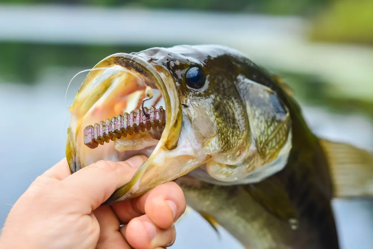 Largemouth bass caught on soft plastic