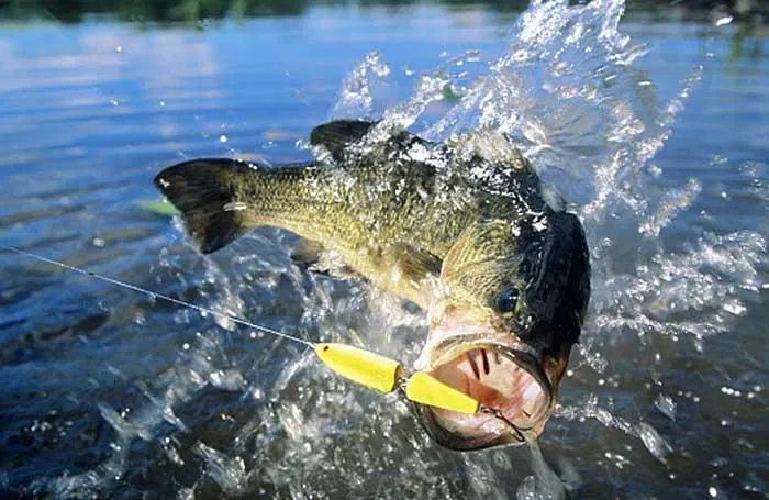 Bass on a topwater lure with a splash