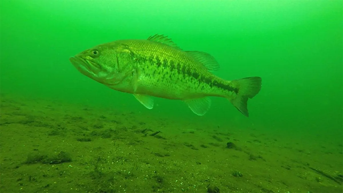 Largemouth bass underwater in Indiana lake