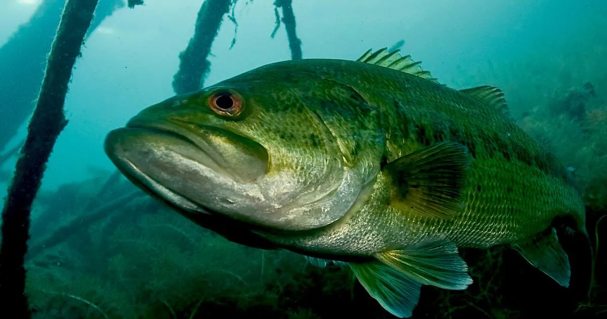 Largemouth bass underwater