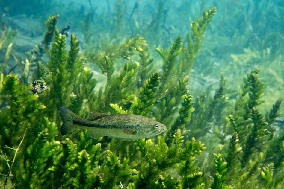 Smallmouth bass swimming underwater