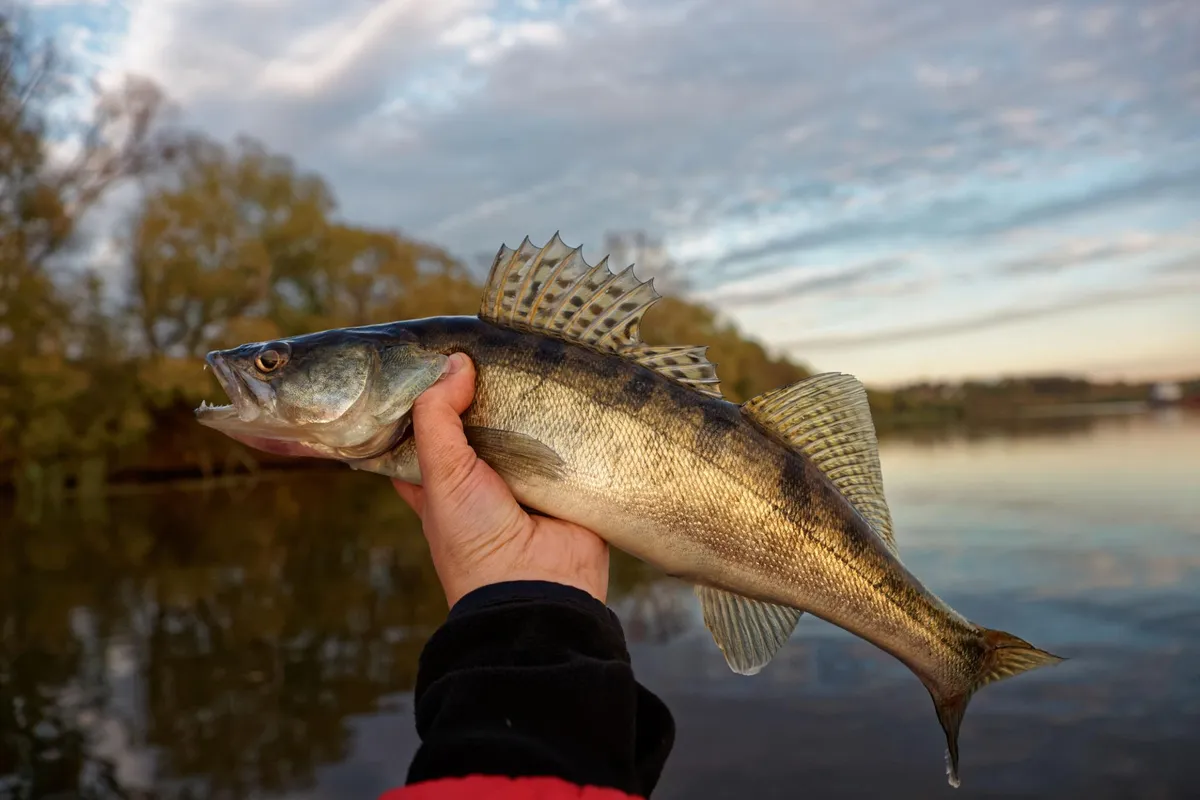Walleye caught on an Indiana lake in autumn