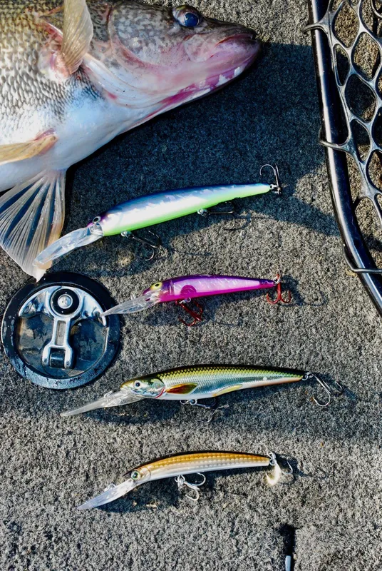 Walleye caught on jerkbait lures