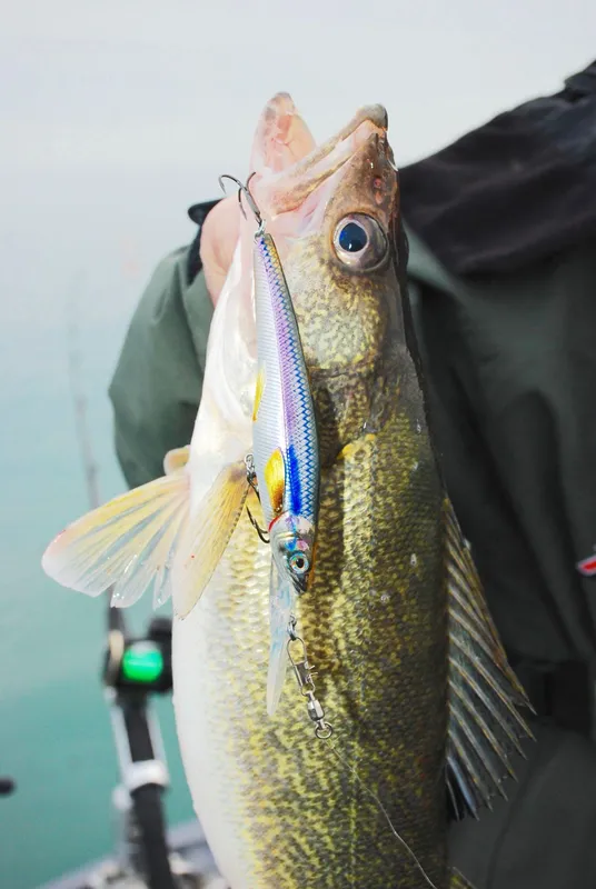 Walleye caught jigging