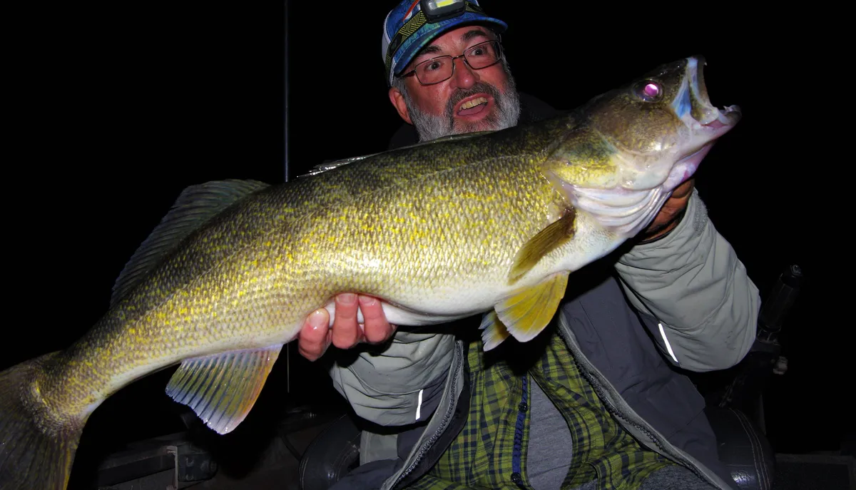 Walleye caught during spring fishing