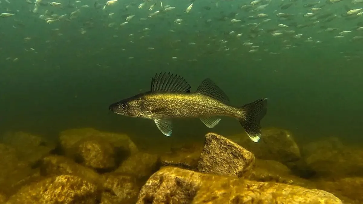 Predator fish near rocky bottom