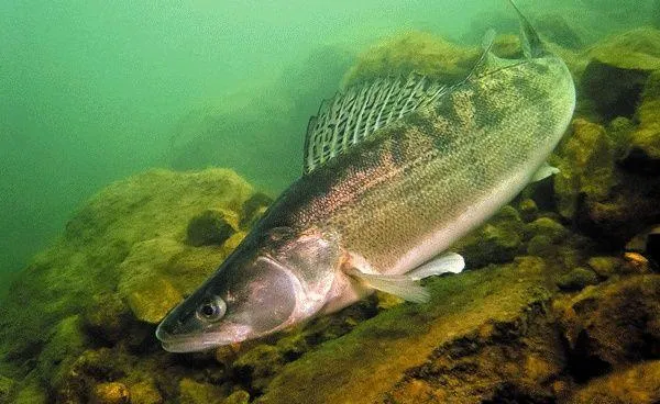 Predator fish near rocky underwater structure
