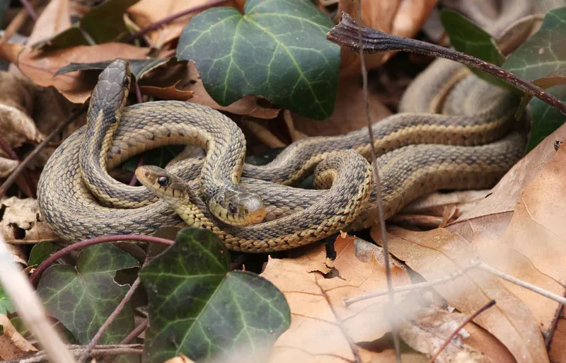 Common garter snake with distinctive yellow stripes
