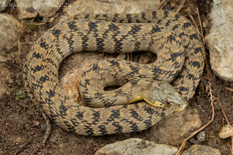 Diamondback watersnake showing diamond-shaped pattern along its back