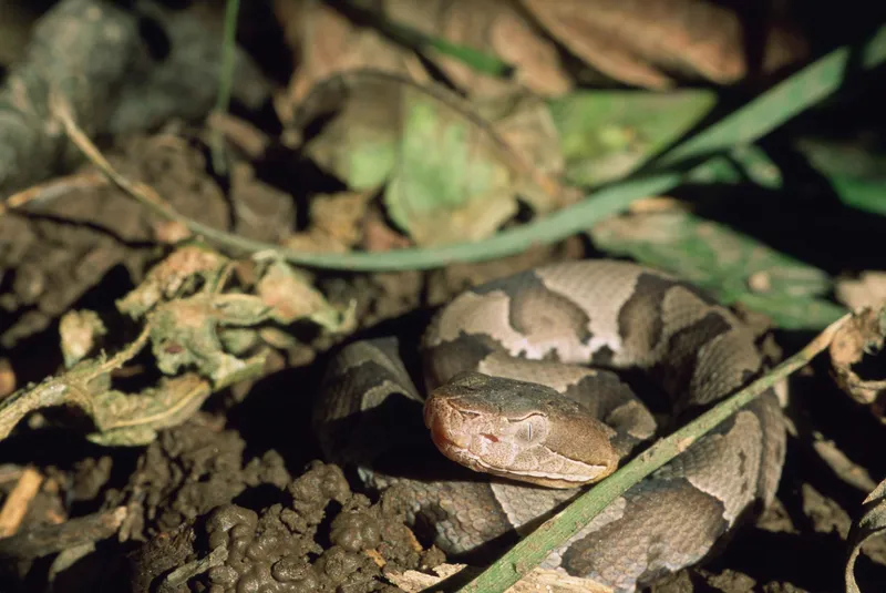 Eastern copperhead showing distinctive hourglass crossband pattern