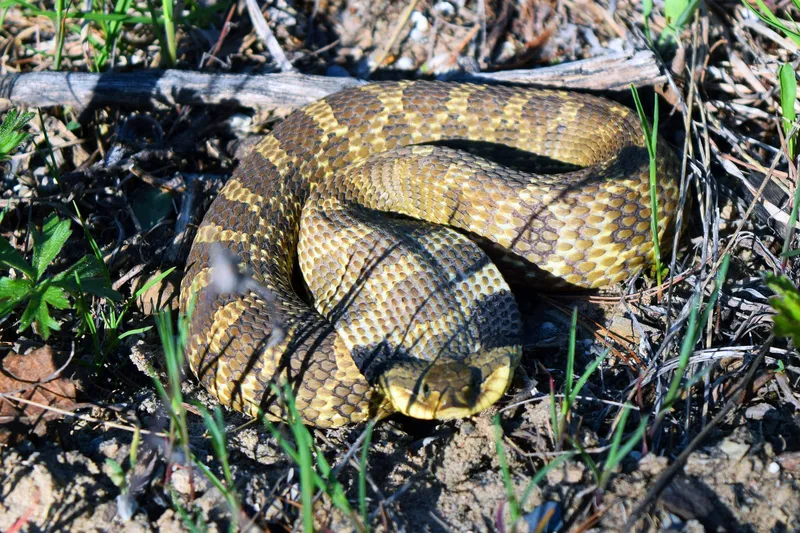 Eastern hog-nosed snake — known for dramatic defensive displays