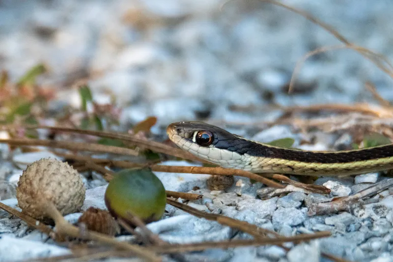 Eastern ribbon snake with bright yellow stripes on a dark body