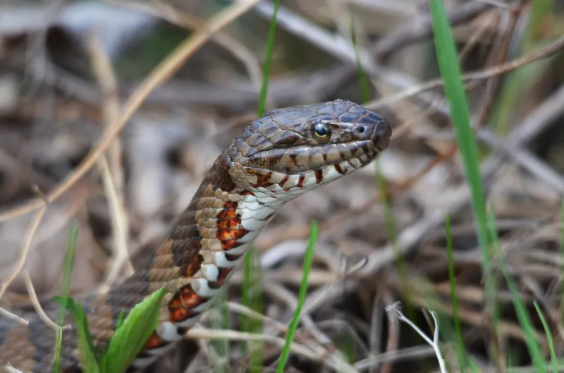 Northern watersnake basking near water