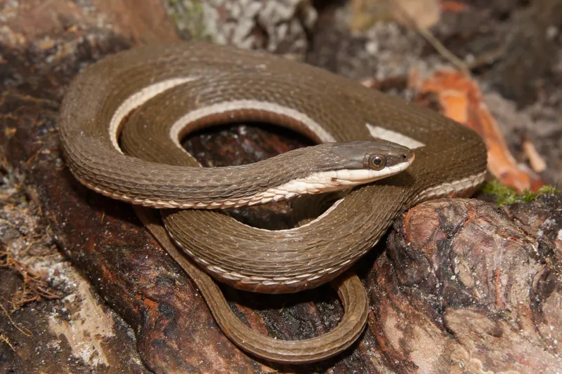 Queen snake — a slender crayfish specialist found near Indiana streams