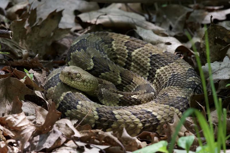 Timber rattlesnake — state endangered, avoids water