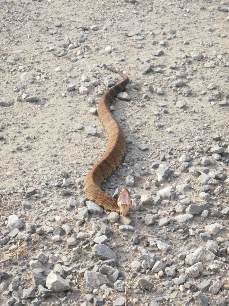 Western cottonmouth — effectively absent from Indiana