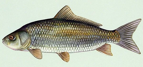 Bigmouth Buffalo