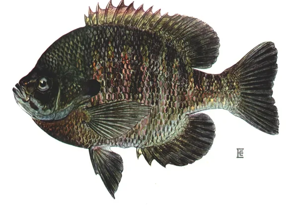 Bluegill illustration