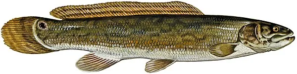 Bowfin