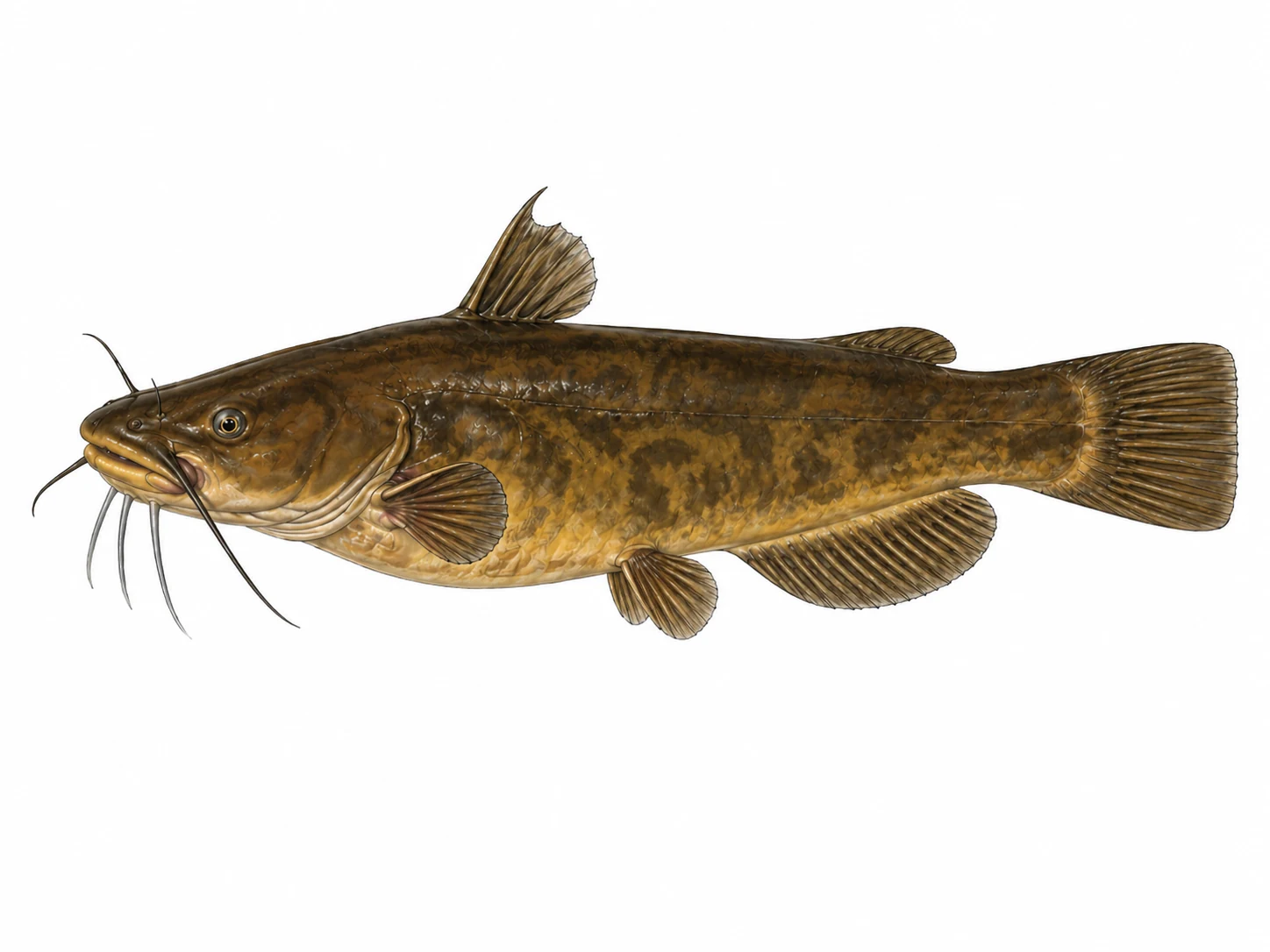 Brown Bullhead