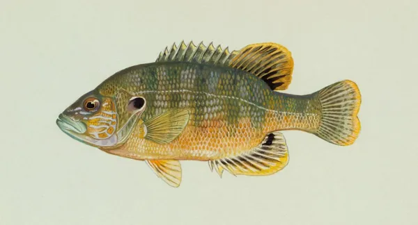 Green Sunfish